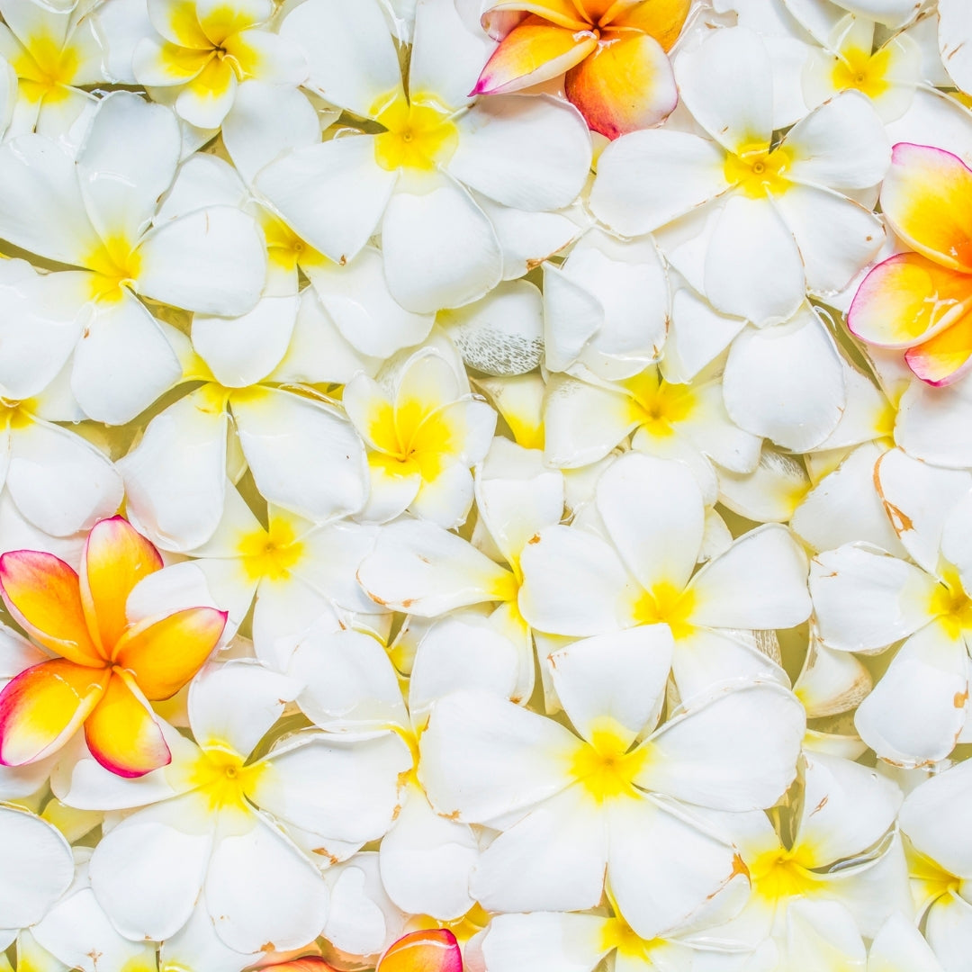 Herbal Scented Bodi Products