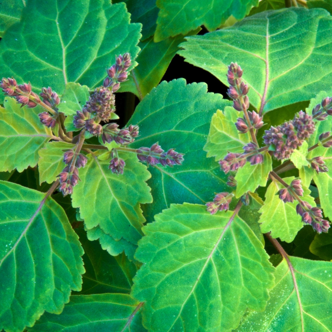 Herbal Scented Bodi Products