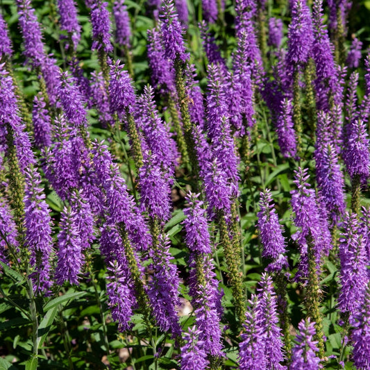 Herbal Scented Bodi Products