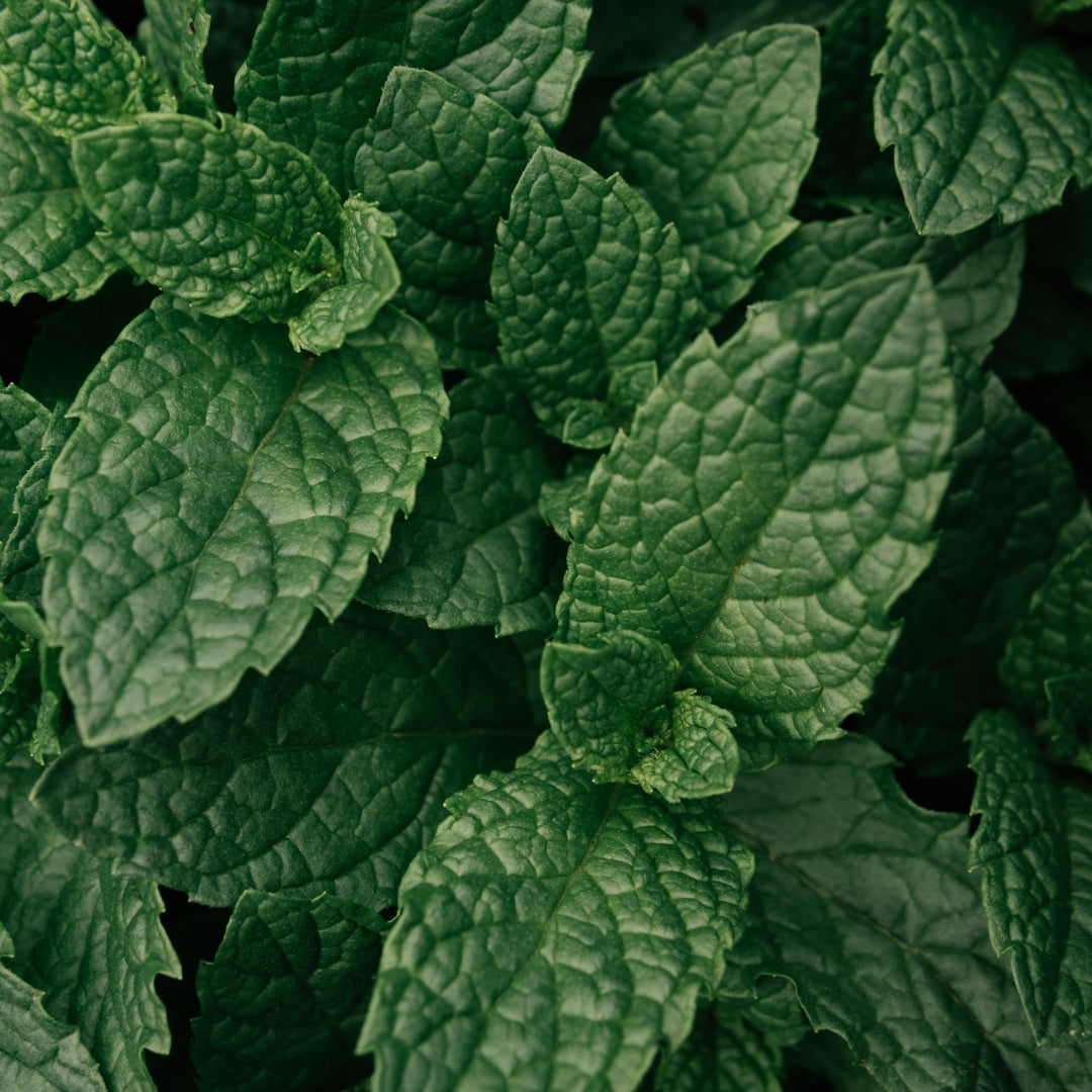 Herbal Scented Bodi Products