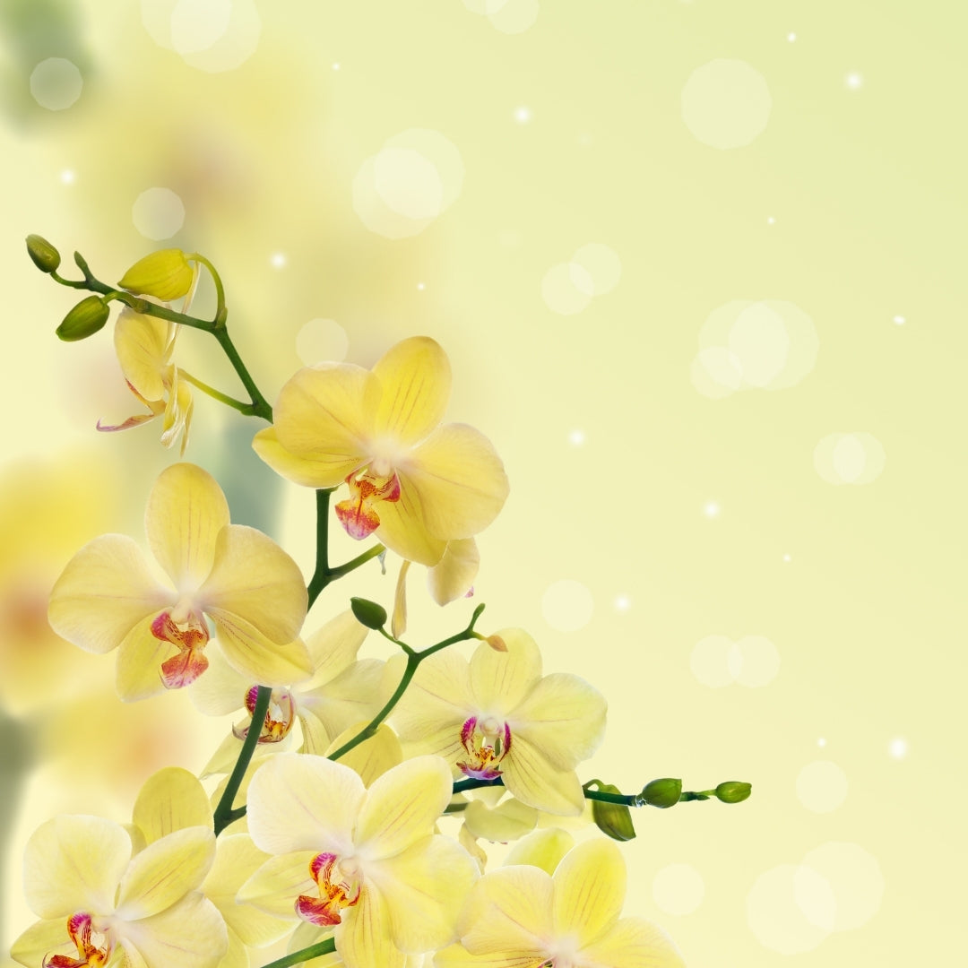 Feminine Scented Bodi Products