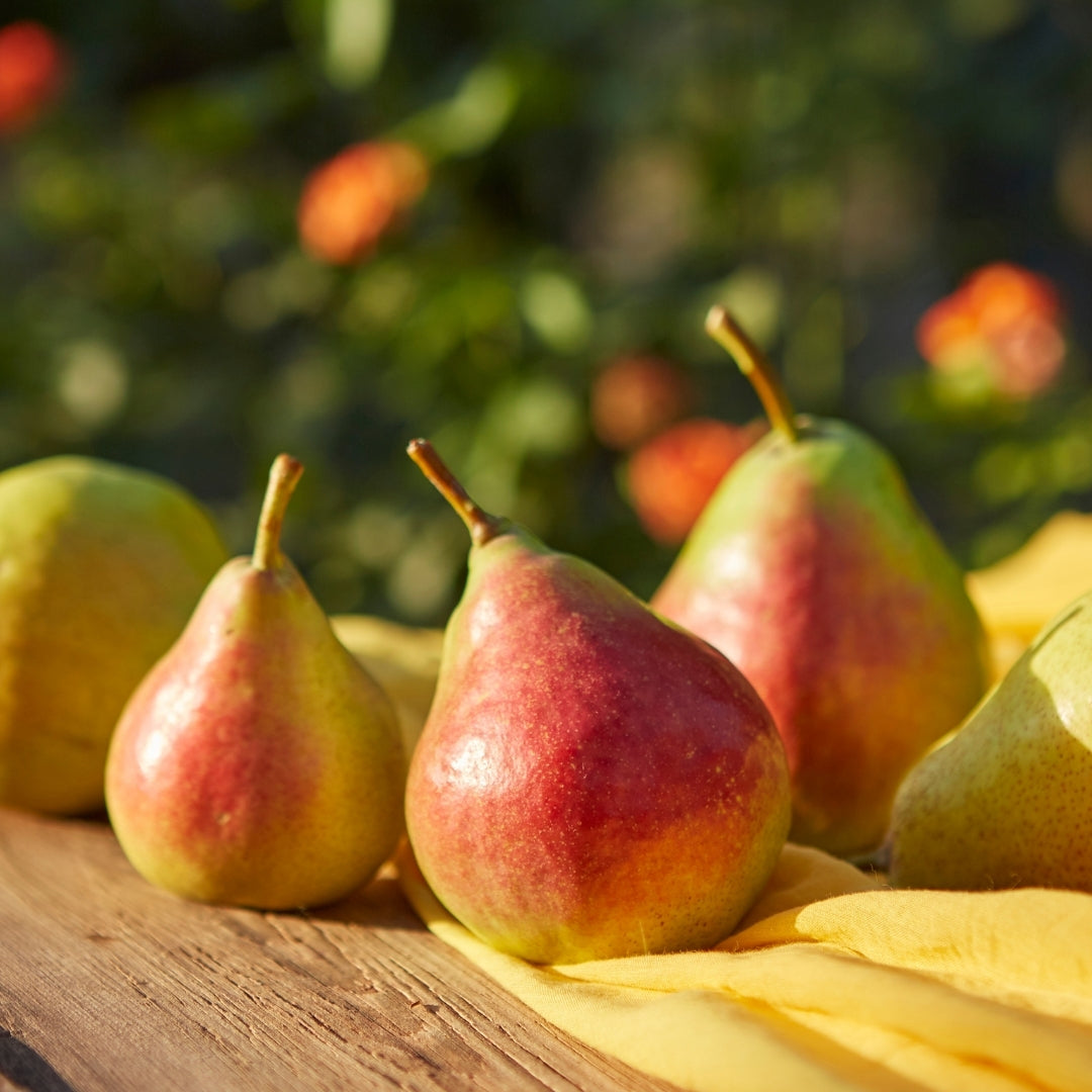 Fruity Scented Bodi Products