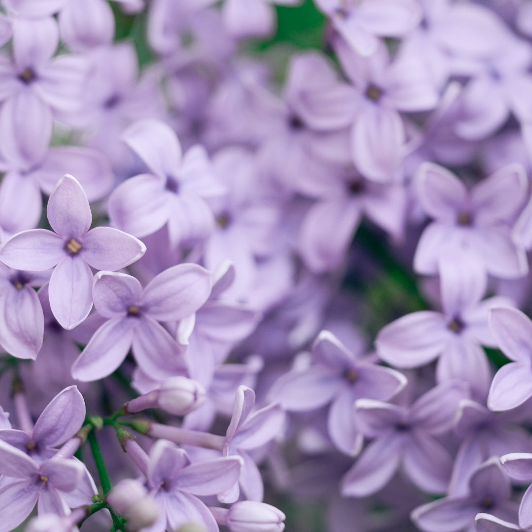 Feminine Scented Bodi Products