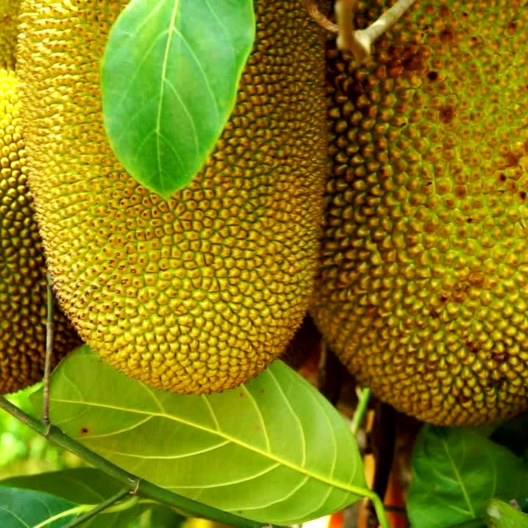 Fruity Scented Bodi Products